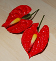 Anthurium Flower Hair Clip