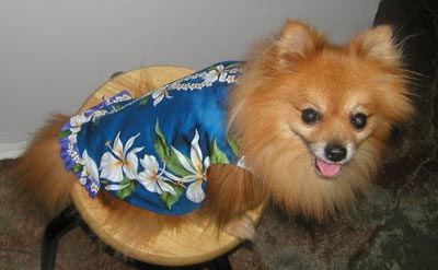 Dog Aloha Shirt