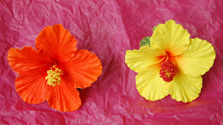 Hawaiian Hibiscus Flower Hair Clip