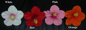 Flower Hibiscus Pick