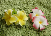 Double Plumeria Hair Clip