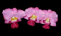 Hawaiian Orchid Flower Pick Corsage