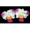 Orchid Flower Pick/Corsage